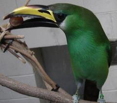 Wagler's Toucanet